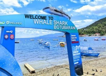Ribuan Wisatawan Serbu Hiu Paus Gorontalo Jelang Idulfitri