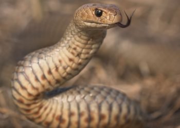 Australia’s Deadliest Snakes Ranked