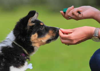 Puppy’s Disobedience: What Can I Do?