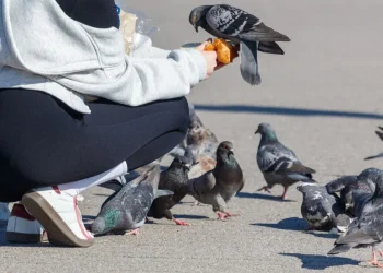 Why Baby Pigeons Are Hidden – and Where They Really Are