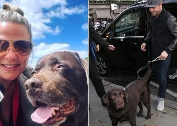 Warring exes Ant McPartlin and Lisa Armstrong cremate dog Hurley and split ashes 50/50