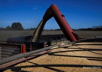 PINSAR: Impor Pakan Demi Stabilkan Harga Ayam