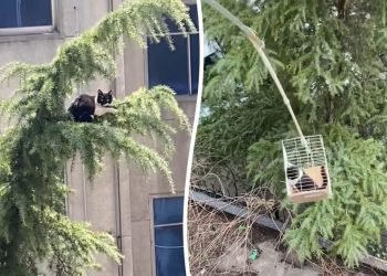 Aussie Cat’s Six-Story Tree Rescue