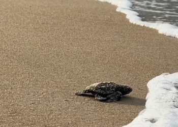 Gabon’s Turtles: Extinction Looms as Protection Funds Vanish