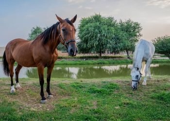 McGregor’s Arabian Horseback Defence Vow: A Bizarre Post