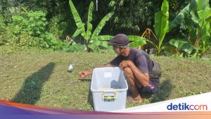 kampoeng-jalak-bali-1762746674420_169.jpeg