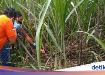 Mayat Pria Ditemukan Ibu-Ibu di Gubuk Tebu Jombang, Motor Utuh