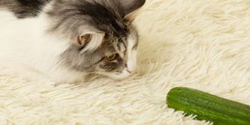 Mengapa Kucing Takut Mentimun?