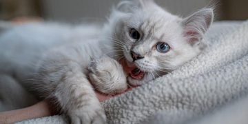 Mengapa Kucing Suka Menggigit Tangan dan Kaki Kita? Ini Penjelasannya