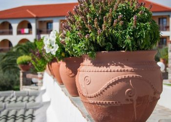 7 tanda wajib ganti pot tanaman, jangan diabaikan