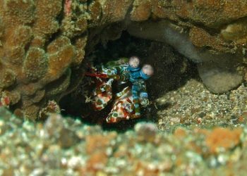 6 Fakta Unik Udang Sentadu, Hewan Asal Mars!