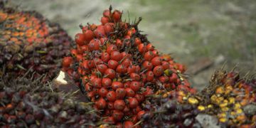 Harga komoditas turun, minyak kelapa sawit merosot 1 persen