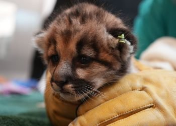 Injured mountain lion cub saved and headed to California zoo