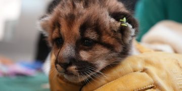 Injured mountain lion cub saved and headed to California zoo
