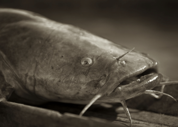 5 Ikan Air Tawar Beracun, Jangan Dipegang Sembarangan