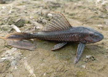 Mengapa Ikan Sapu-Sapu Sulit Dihilangkan? Ini Penjelasannya!