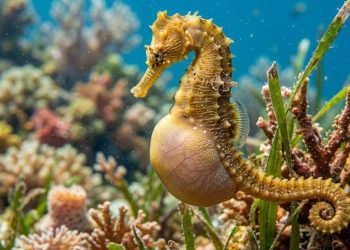 Mengapa Kuda Laut Jantan Melahirkan? Ini Jawabannya