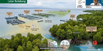 BRIN temukan mangrove sebagai penyaring alami