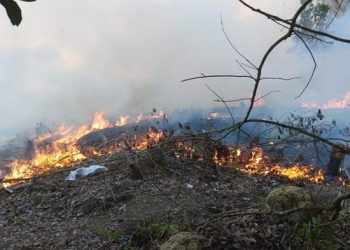 Kebakaran Hutan di Nunukan Kaltara, 2 Hektare Lahan Terbakar, Petugas Berjuang Padamkan Api