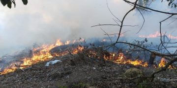 Kebakaran Hutan di Nunukan Kaltara, 2 Hektare Lahan Terbakar, Petugas Berjuang Padamkan Api