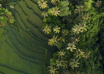 Wajib Dikunjungi! 6 Destinasi Alam Ubud untuk Liburan Keluarga