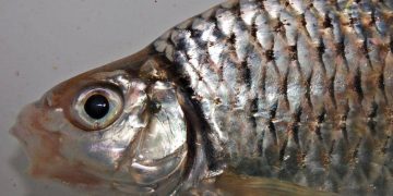 5 Ikan Endemik yang Aman Dikonsumsi Harian