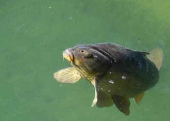 5 Ikan Berbahaya yang Mirip Sapu-Sapu, Ancaman bagi Ekosistem!