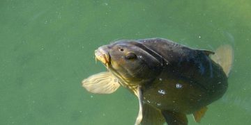 5 Ikan Berbahaya yang Mirip Sapu-Sapu, Ancaman bagi Ekosistem!