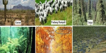 Pengenalan tentang Kalimantan: Budaya, Alam, dan Potensi Daerah