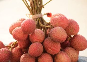 Langka dan Unik! Mengenal Beras Phonics, Makanan Eksotis dari Biji Bambu yang Tumbuh Setiap Puluhan Tahun