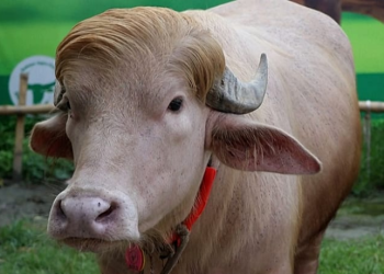 Bangladesh’s Albino Buffalo, “Donald Trump,” Becomes Unlikely Star