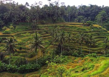 Ubud, Bali: Pusat Seni dan Budaya yang Terletak di Tengah Sawah Terasering dan Hutan Tropis