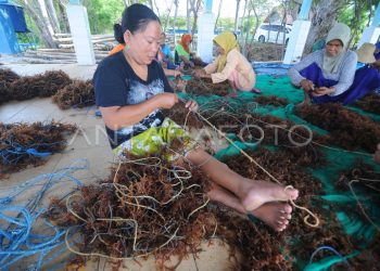 Viktor Bungtilu Laiskodat Tinjau Produksi Bibit Rumput Laut di Nemberala, Ini Fakta yang Perlu Diketahui