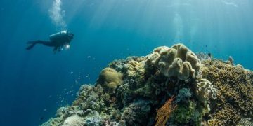 Keindahan Wakatobi: Surga Penyelaman di Segitiga Terumbu Karang Dunia