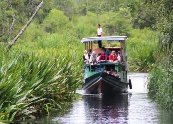 Taman Nasional Tanjung Puting: Pengalaman Menyaksikan Orang Utan di Habitat Asli dengan Kapal Klotok