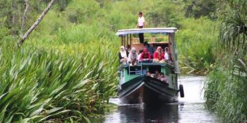 Taman Nasional Tanjung Puting: Pengalaman Menyaksikan Orang Utan di Habitat Asli dengan Kapal Klotok