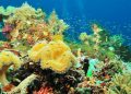 Dari Ekowisata ke Spa Rempah: Petualangan Menyenangkan di Likupang