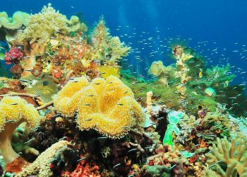 Dari Ekowisata ke Spa Rempah: Petualangan Menyenangkan di Likupang