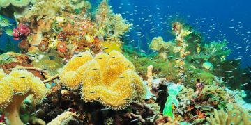 Dari Ekowisata ke Spa Rempah: Petualangan Menyenangkan di Likupang