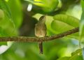Mengapa Burung Terbang ke Arah yang Salah?