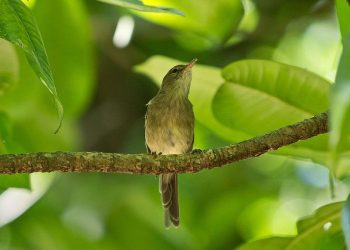 Mengapa Burung Terbang ke Arah yang Salah?