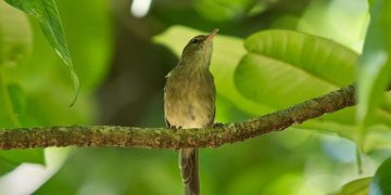 Mengapa Burung Terbang ke Arah yang Salah?