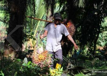 Harga CPO turun di bawah MYR 4.600 per ton: Ini penyebab utamanya!