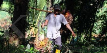 Harga CPO turun di bawah MYR 4.600 per ton: Ini penyebab utamanya!