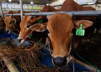 Hukum Lupa Mengucap Basmalah Saat Menyembelih Hewan Kurban? Ini Jawabannya