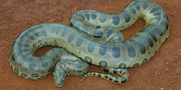 7 Ular Paling Kuat di Bumi, Membunuh Mangsa Besar