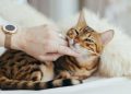 Mengapa Kucing Suka Dugem? Ini Pengalaman Mereka