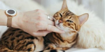 Mengapa Kucing Suka Dugem? Ini Pengalaman Mereka