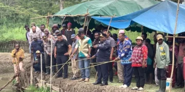 Program ketahanan pangan lokal, wabub Jayawijaya panen ikan di Silokarno Doga