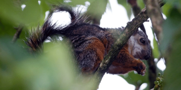 5 Fakta Menarik Tupai Bercorak, Sang Pembunuh Manusia